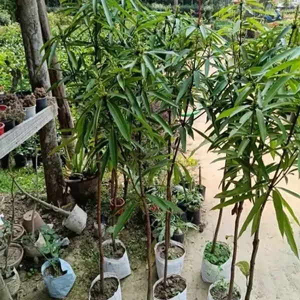 Multicolor_Mango_Suvarnarekha_Grafted_Fruit_Plants