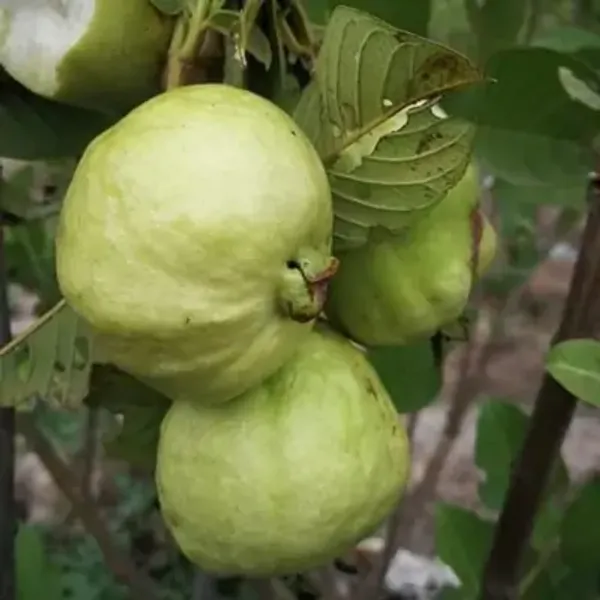 Green_Golden_Guava_Grafted_&_Amp_Hybrid_Fruit_Plant