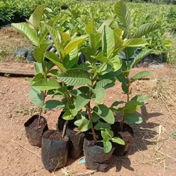 Green_Golden_Guava_Grafted_&_Amp_Hybrid_Fruit_Plant
