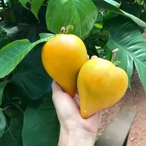 Yellow_Eggfruit_Plant_Pouteria_Campechiana