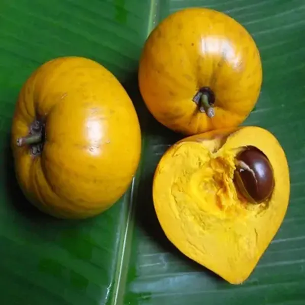 Yellow_Eggfruit_Plant_Pouteria_Campechiana