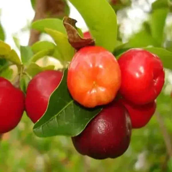 Red_East_India_Cherry_Grafted_Fruit_Plant