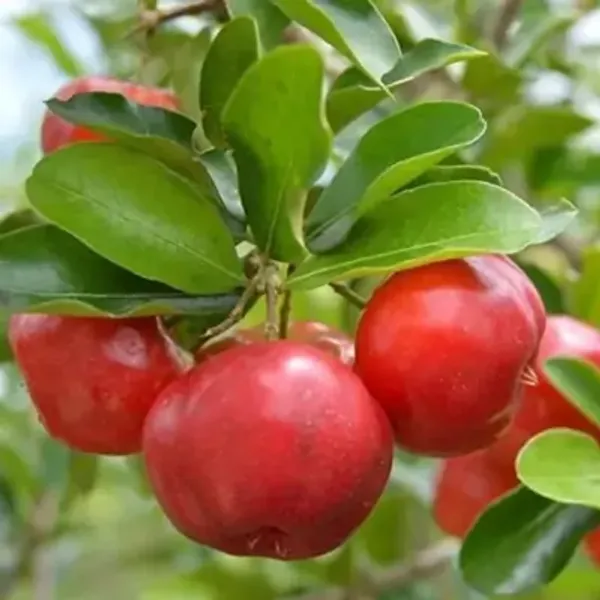 Red_East_India_Cherry_Grafted_Fruit_Plant