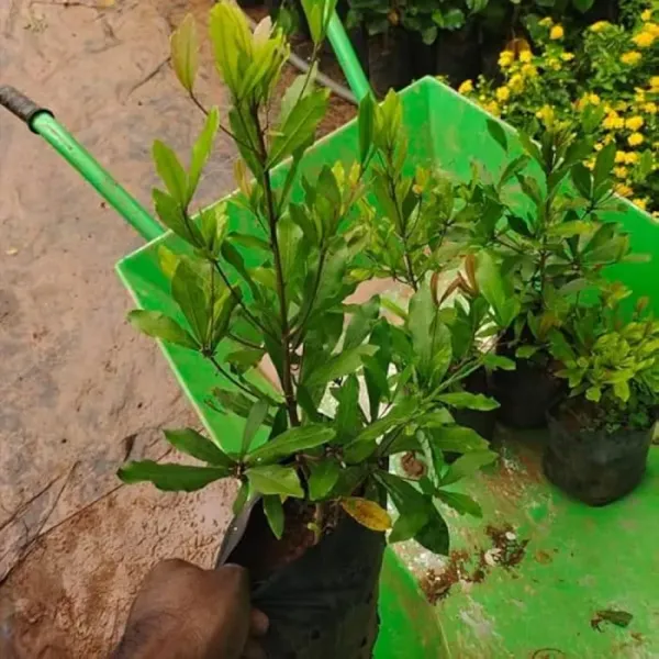 Red_East_India_Cherry_Grafted_Fruit_Plant