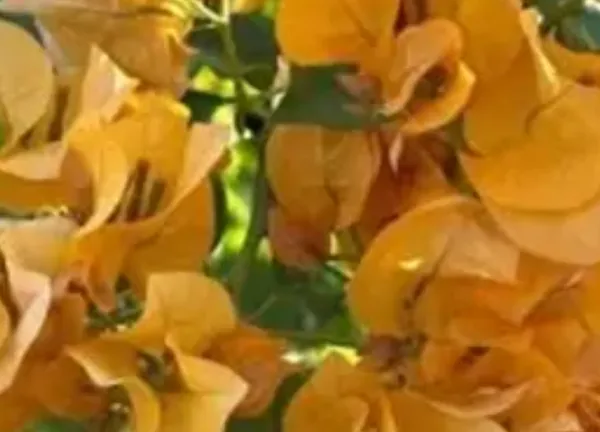 Yellow_California_Gold_Bougainvillea_Flower_Plant