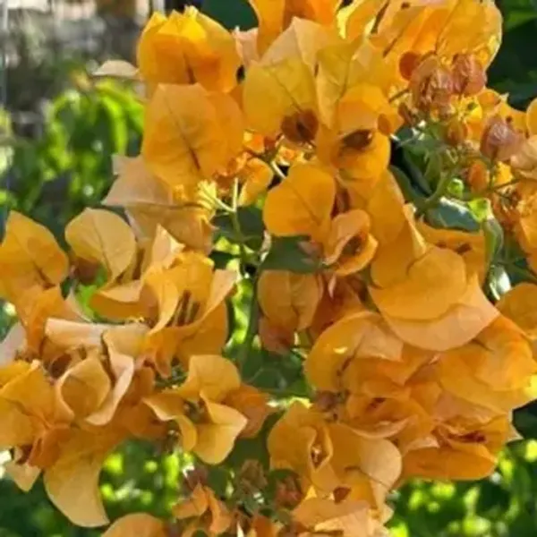 Yellow_California_Gold_Bougainvillea_Flower_Plant