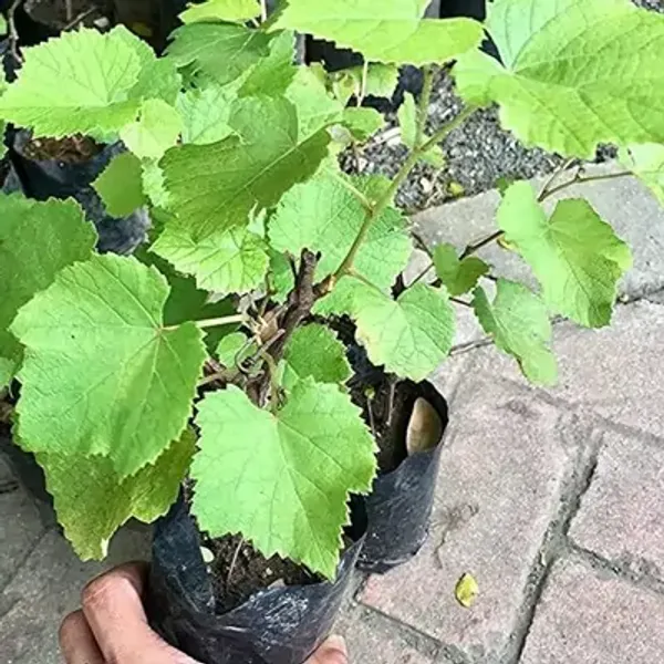 Green_Thai_Variety_Seedless_Green_Grapes_Fruit_Plant