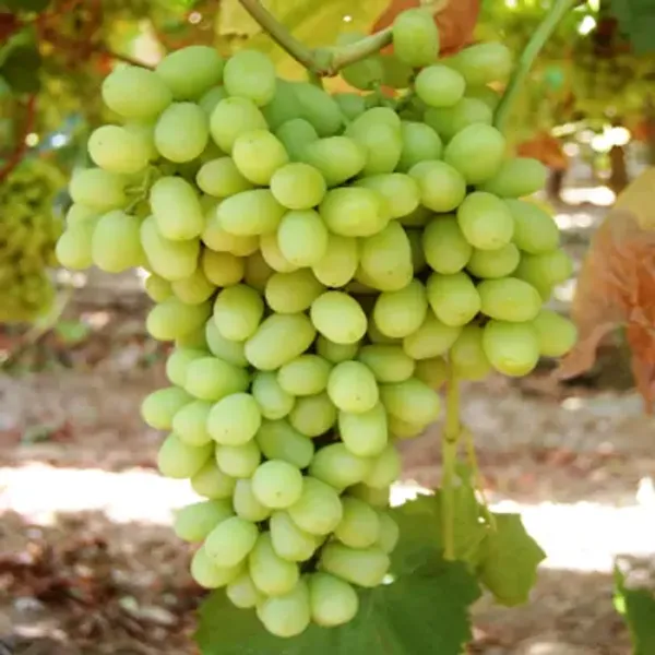 Green_Thai_Variety_Seedless_Green_Grapes_Fruit_Plant