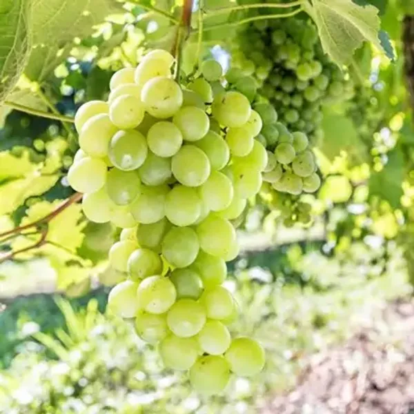 Green_Thai_Variety_Seedless_Green_Grapes_Fruit_Plant