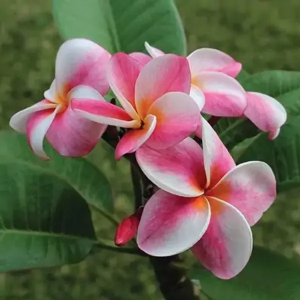 Pink_&_White_Dwarf_Variety_Plumeria_Flower_Plant