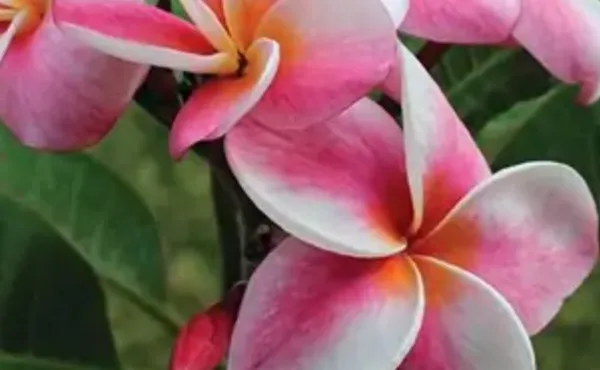 Pink_&_White_Dwarf_Variety_Plumeria_Flower_Plant
