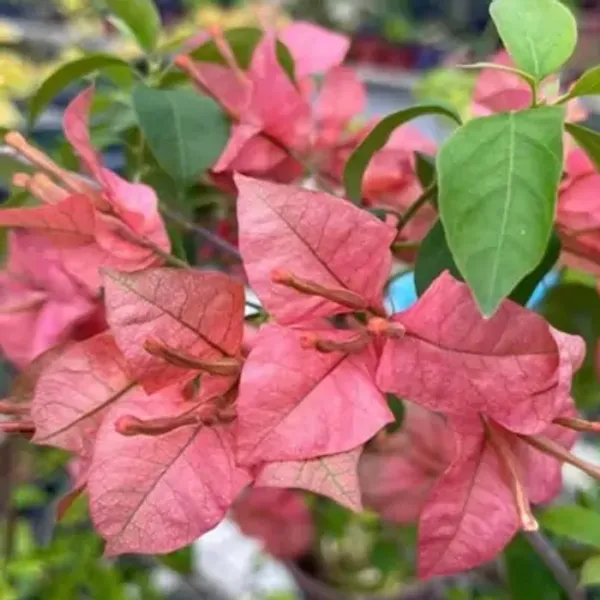 Pink_Brizza_Peach_Bougainvillea_Flower_Plant