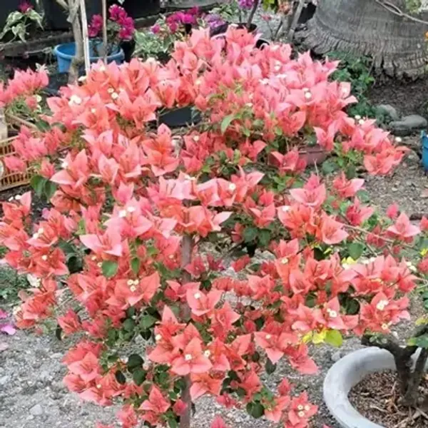 Pink_Brizza_Peach_Bougainvillea_Flower_Plant