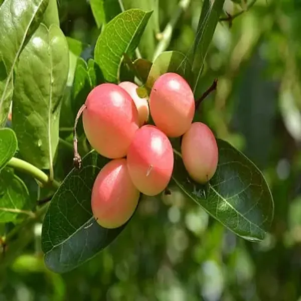 Red_Thai_Variety_Sweet_Karonda_Karm_Ocha_Fruit_Plant