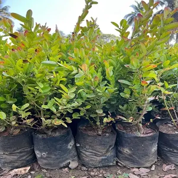 Red_Thai_Variety_Sweet_Karonda_Karm_Ocha_Fruit_Plant