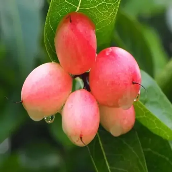 Red_Thai_Variety_Sweet_Karonda_Karm_Ocha_Fruit_Plant