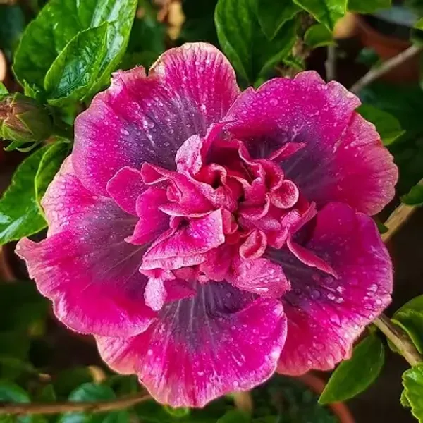 Pink_Double_Petal_Variety_Grafted_Hibiscus_Flower_Plant