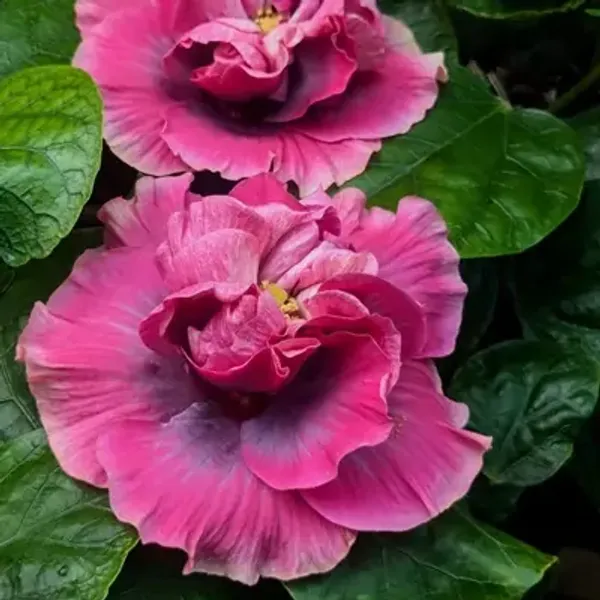 Pink_Double_Petal_Variety_Grafted_Hibiscus_Flower_Plant