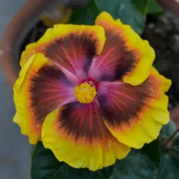 Yellow_Australian_Variety_Grafted_Hibiscus_Flower_Plant