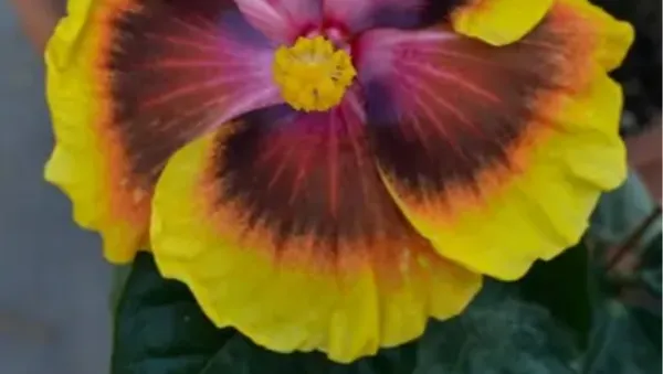 Yellow_Australian_Variety_Grafted_Hibiscus_Flower_Plant