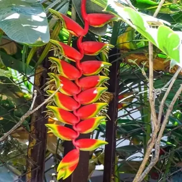 Red_Heliconia_Rostrata_Flowering_Plants