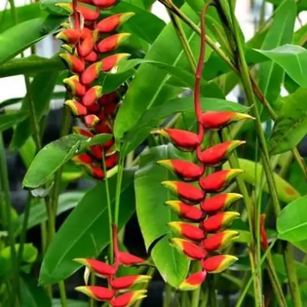 Red_Heliconia_Rostrata_Flowering_Plants