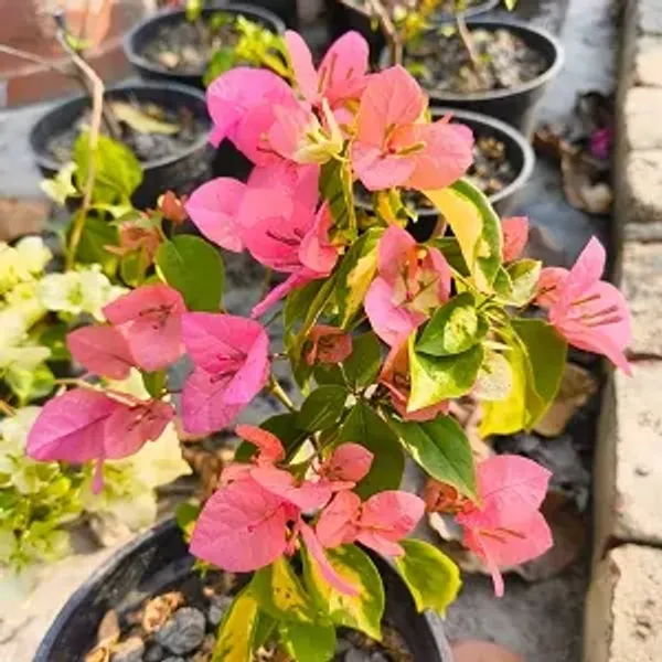 Pink_Thimma_Peach_Bougainvillea_Plant