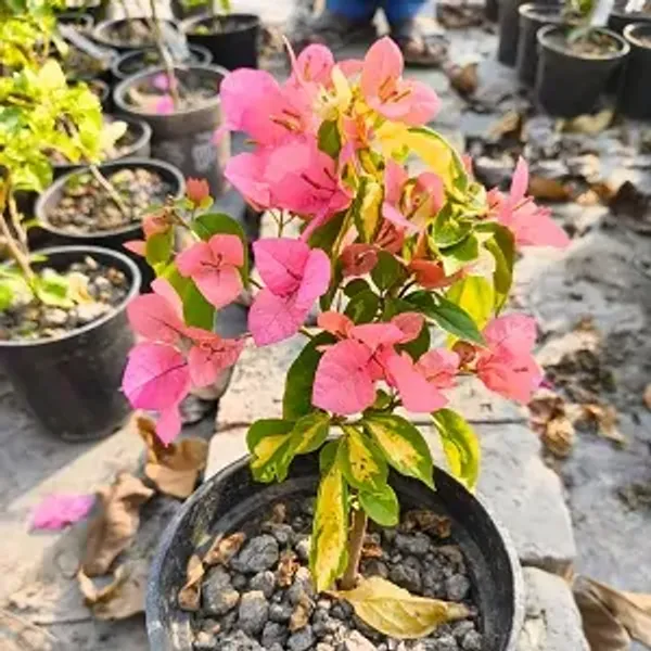 Pink_Thimma_Peach_Bougainvillea_Plant
