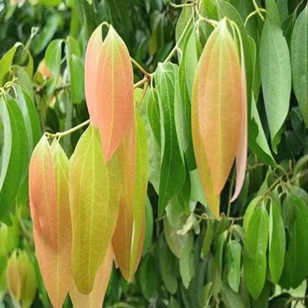 Green_Premium_Bay_Leaf_Plant