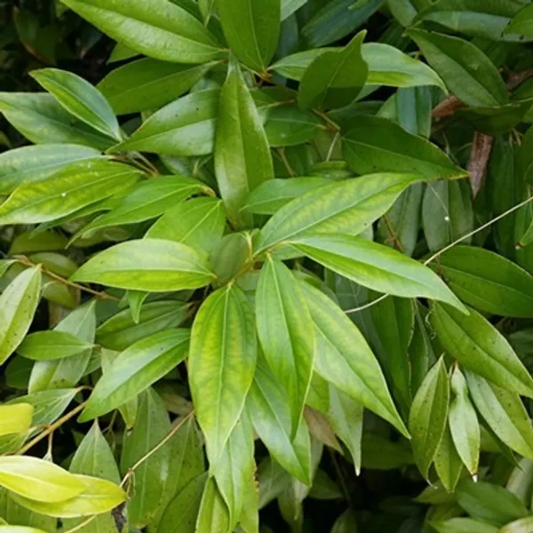 Green_Premium_Bay_Leaf_Plant