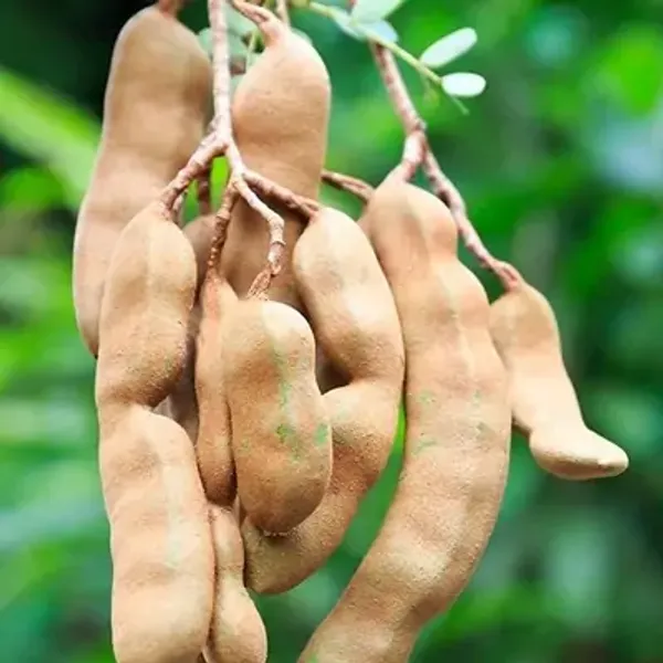 Brown_Thai_Variety_All_Time_Tamarind_Imli_Fruit_Plant