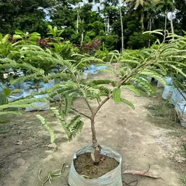 Brown_Thai_Variety_All_Time_Tamarind_Imli_Fruit_Plant