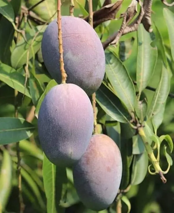 Purple_Kasturi_Mango_Grafted_Fruit_Plant