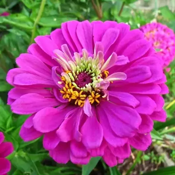 Purple_Zinnia_Flower_Plant