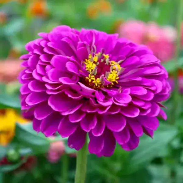 Purple_Zinnia_Flower_Plant