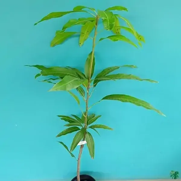 Red_American_Palmer_Mango_Grafted_Fruit_Plant