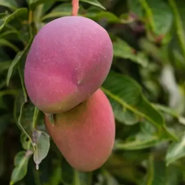Red_American_Palmer_Mango_Grafted_Fruit_Plant