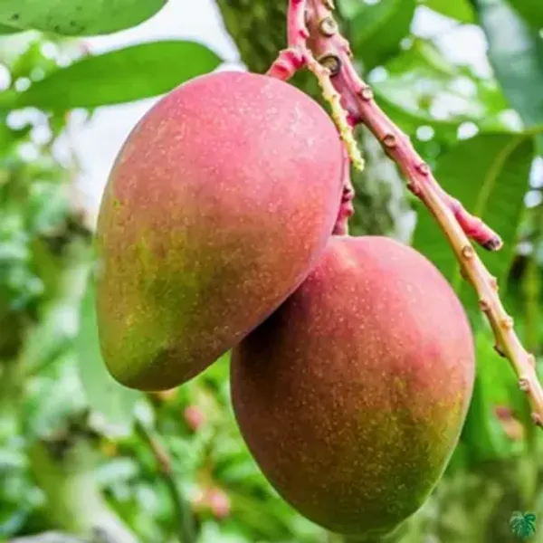 Red_American_Palmer_Mango_Grafted_Fruit_Plant