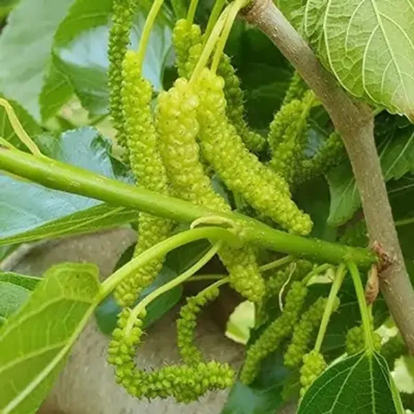 White_Long_Mulberry_Fruit_Plant