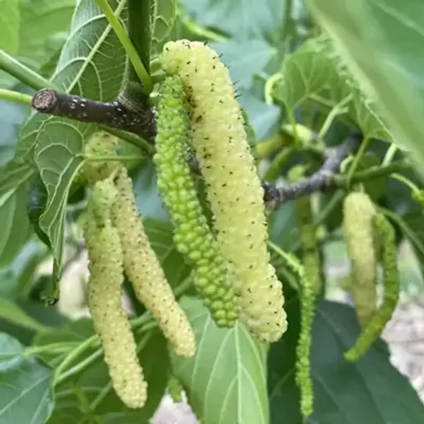 White_Long_Mulberry_Fruit_Plant