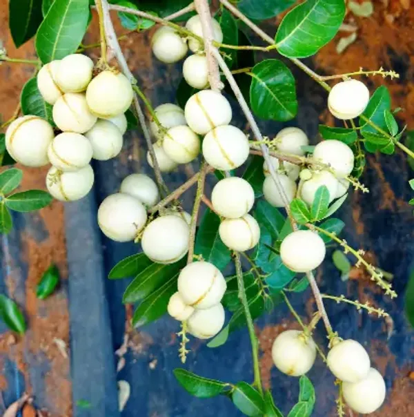 White_Dimocarpus_Longan_Grafted_Fruit_Plant