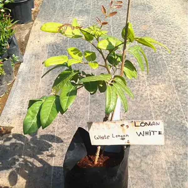 White_Dimocarpus_Longan_Grafted_Fruit_Plant