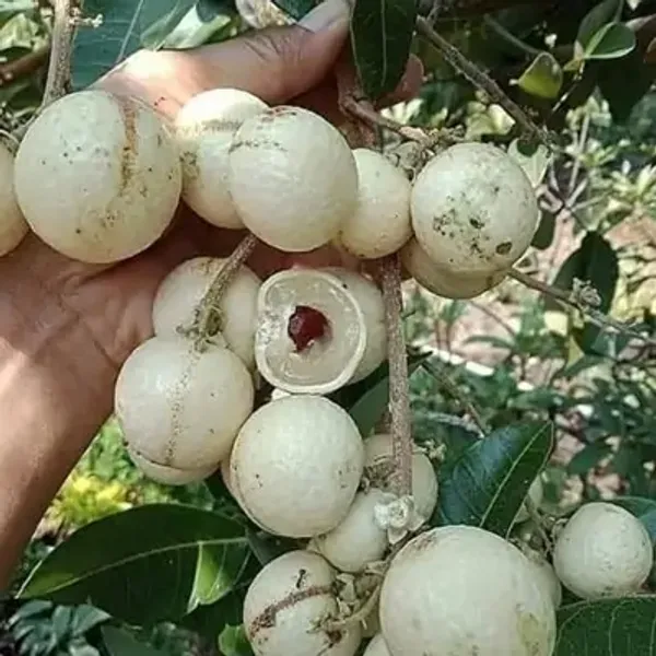 White_Dimocarpus_Longan_Grafted_Fruit_Plant