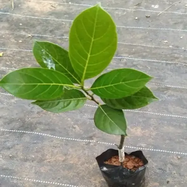 Red_Jackfruit_Grafted_Fruit_Plant