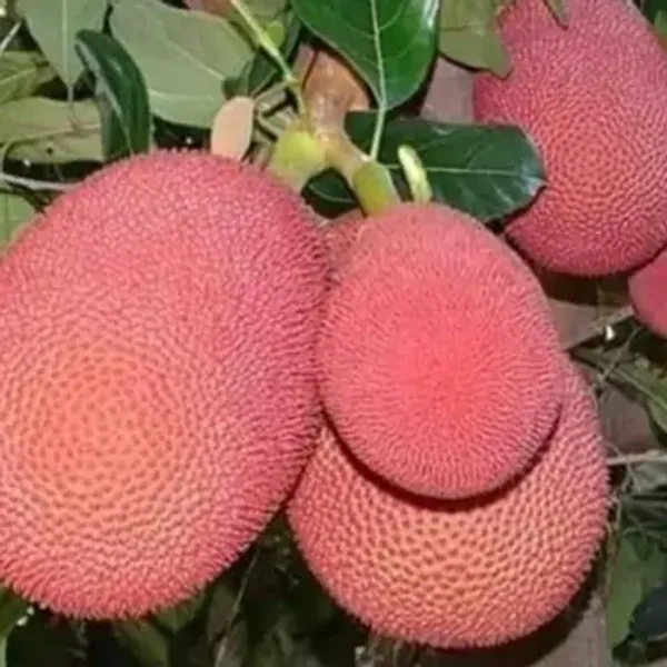 Red_Jackfruit_Grafted_Fruit_Plant