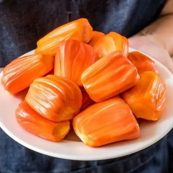 Red_Jackfruit_Grafted_Fruit_Plant