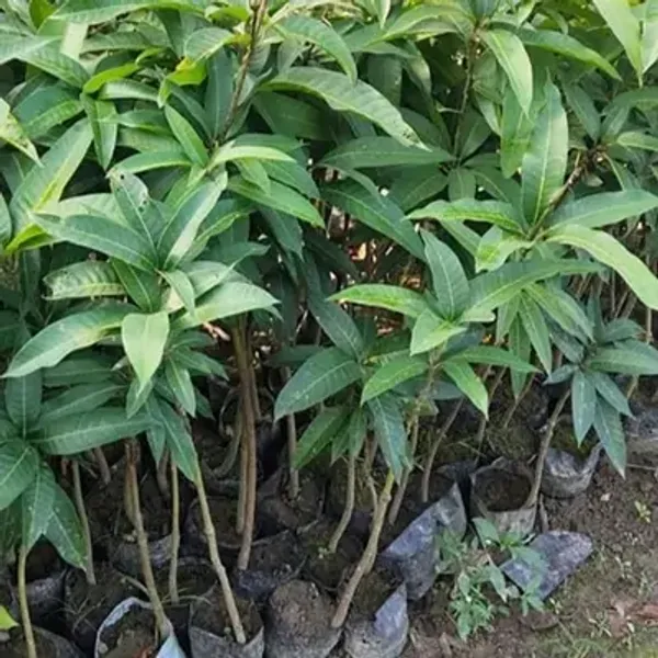 Yellow_Gouromati_Mango_Grafting_Plant