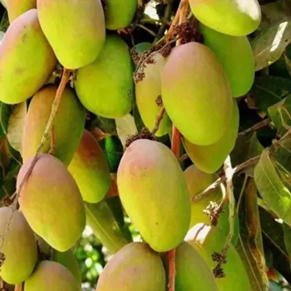 Yellow_Gouromati_Mango_Grafting_Plant