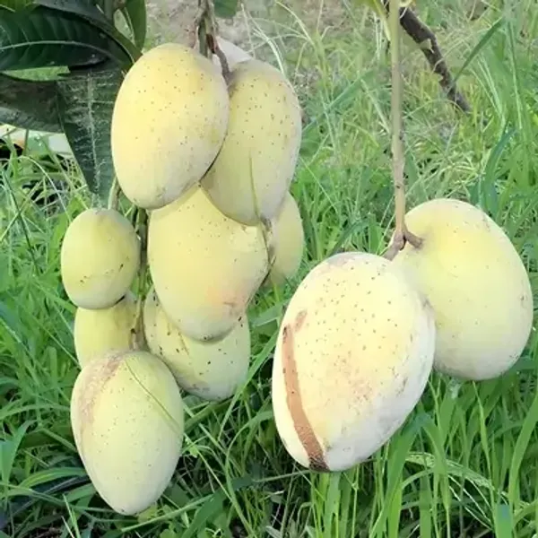Yellow_Gouromati_Mango_Grafting_Plant