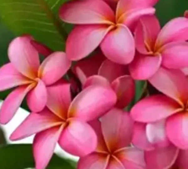 Pink_Dwarf_Variety_Plumeria_Flower_Plant